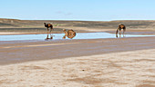 Camels and drying Saharan lake,Morocco