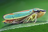 Rhododendron leafhopper