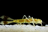 Dragonfly larva tail