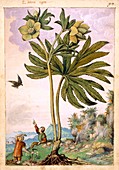 Helleborus viridis flowers,illustration
