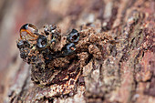 Assassin bug nymph with debris