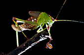 Katydid with pseudoscorpion