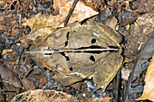 Crested Forest Toad