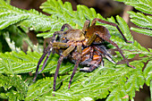 Wandering spider eating another spider
