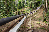 Oil pipeline in rainforest