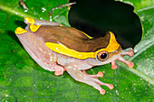 Upper Amazon Treefrog