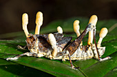 Cordyceps fungus