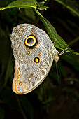 Forest Giant Owl butterfly