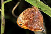 Leafwing butterfly roosting at night