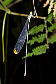 Giant helicopter damselfly