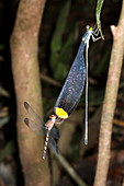 Dragonfly and damselfly roosting