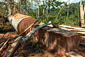Rainforest tree cut for planks