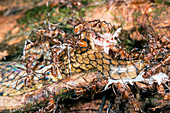 Ants feeding on a decomposing snake