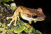 Bromeliad Treefrog