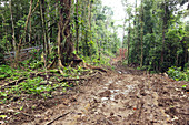 Road construction in the Amazon