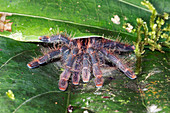Pink toed tarantula