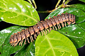 Flat-backed millipede