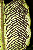 Sori on the underside of a fern leaf