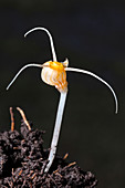 Flower of an Amazonian root parasite