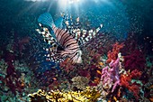 Lionfish and sweepers with soft coral