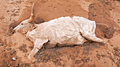 Dead cow,Senegal