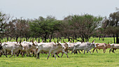 Cattle farming,Senegal