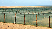 Desertification prevention,Morocco