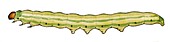 Webb's wainscot caterpillar