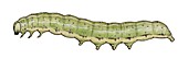 Dun bar caterpillar