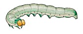 Angle-striped sallow caterpillar