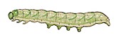 Small angle shades caterpillar