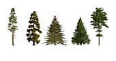 Softwood trees,illustration