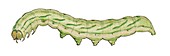 Trigonophora meticulosa caterpillar