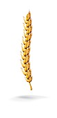 Wheat (Triticum sp.),illustration