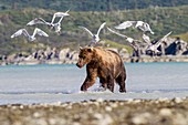 Brown bear and seagulls,Alaska,USA