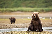 Brown bear sitting on beach,Alaska,USA