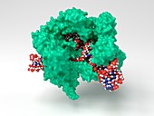 CRISPR-Cas9 gene editing complex