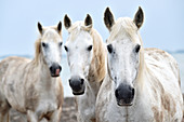 Camargue horses,France