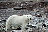 Polar bear with satellite tracking collar