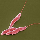 Campylobacter jejuni bacteria,SEM