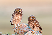 Little owl mating couple