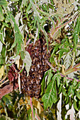 Honey bees swarming