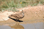 Crested lark drinking water