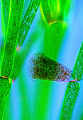 Protozoan on green algae,micrograph