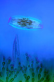 Diatoms and red algae,light micrograph