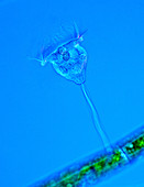 Vorticella protozoan,light micrograph