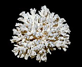 Cauliflower coral (Pocillopora sp.)
