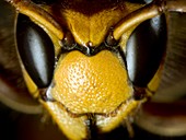 European hornet,Vespa crabro