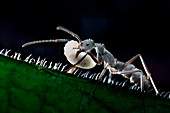 Ant carrying larva