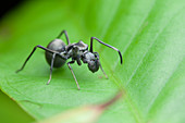 Ant-mimic jumping spider